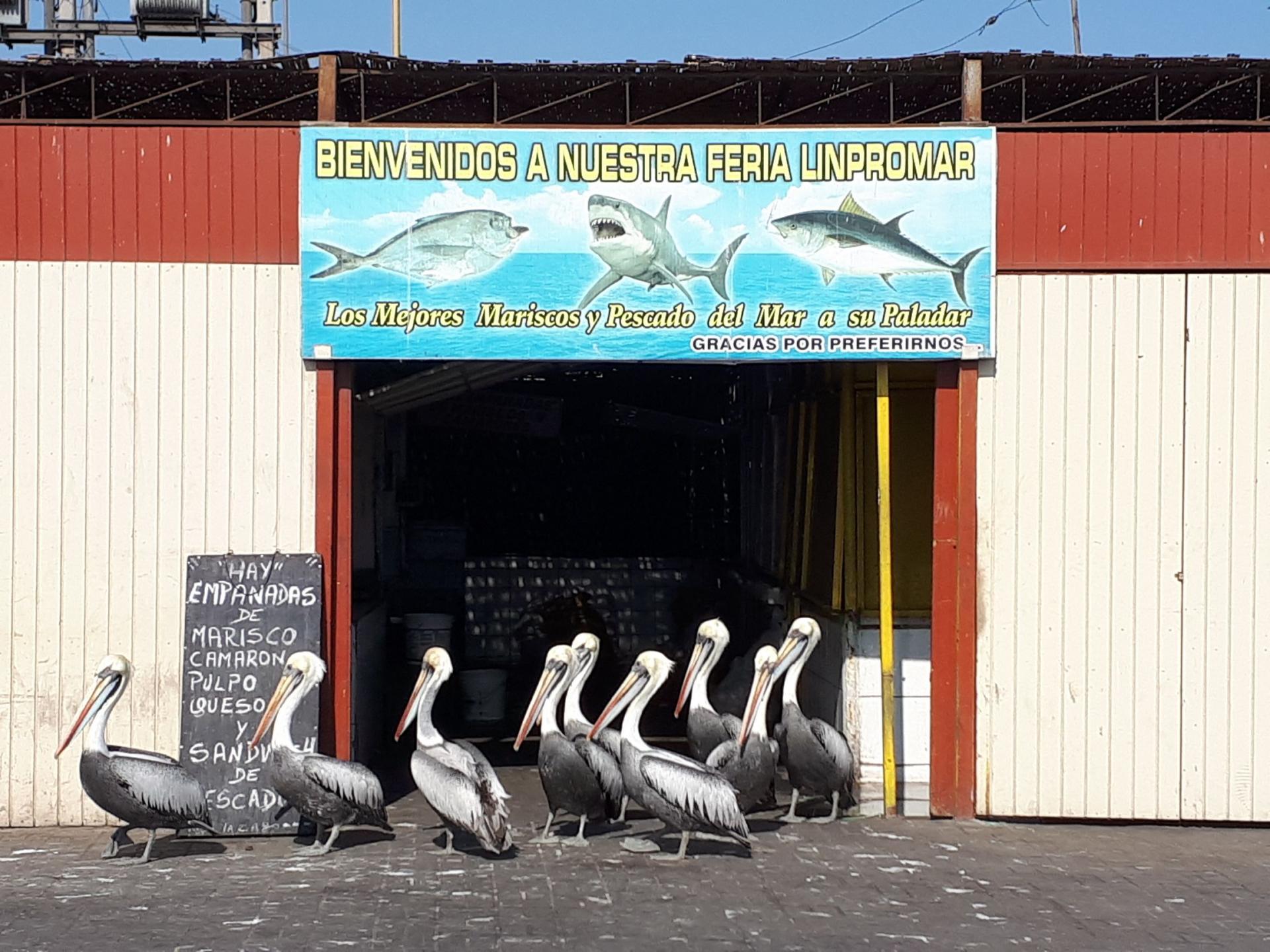 Pélicans devant une poissonnerie...trop drôle !