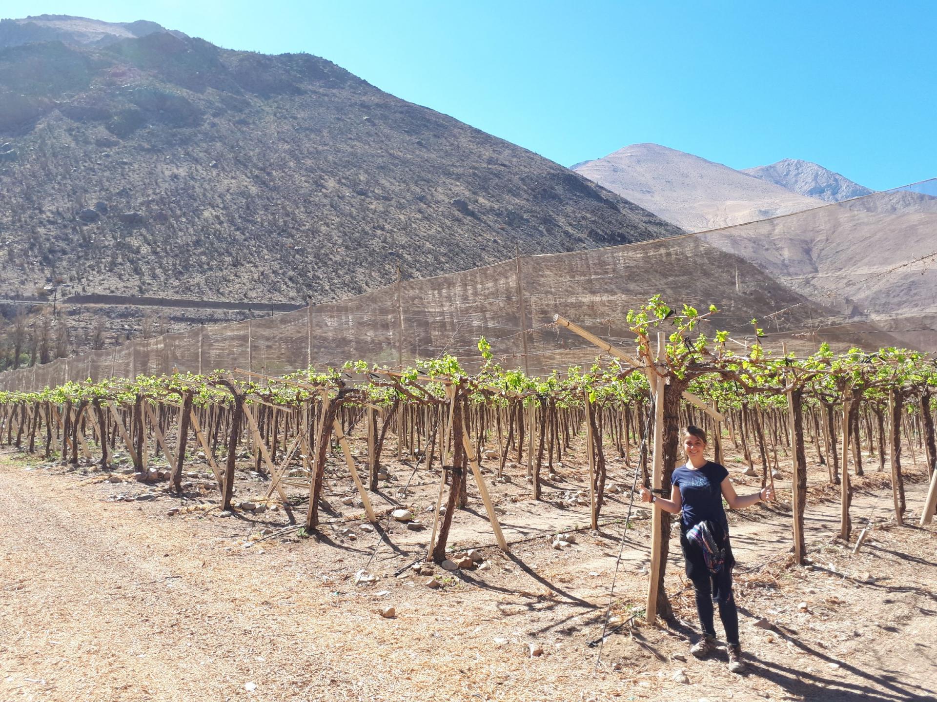 Des vignes pour les grands 😁