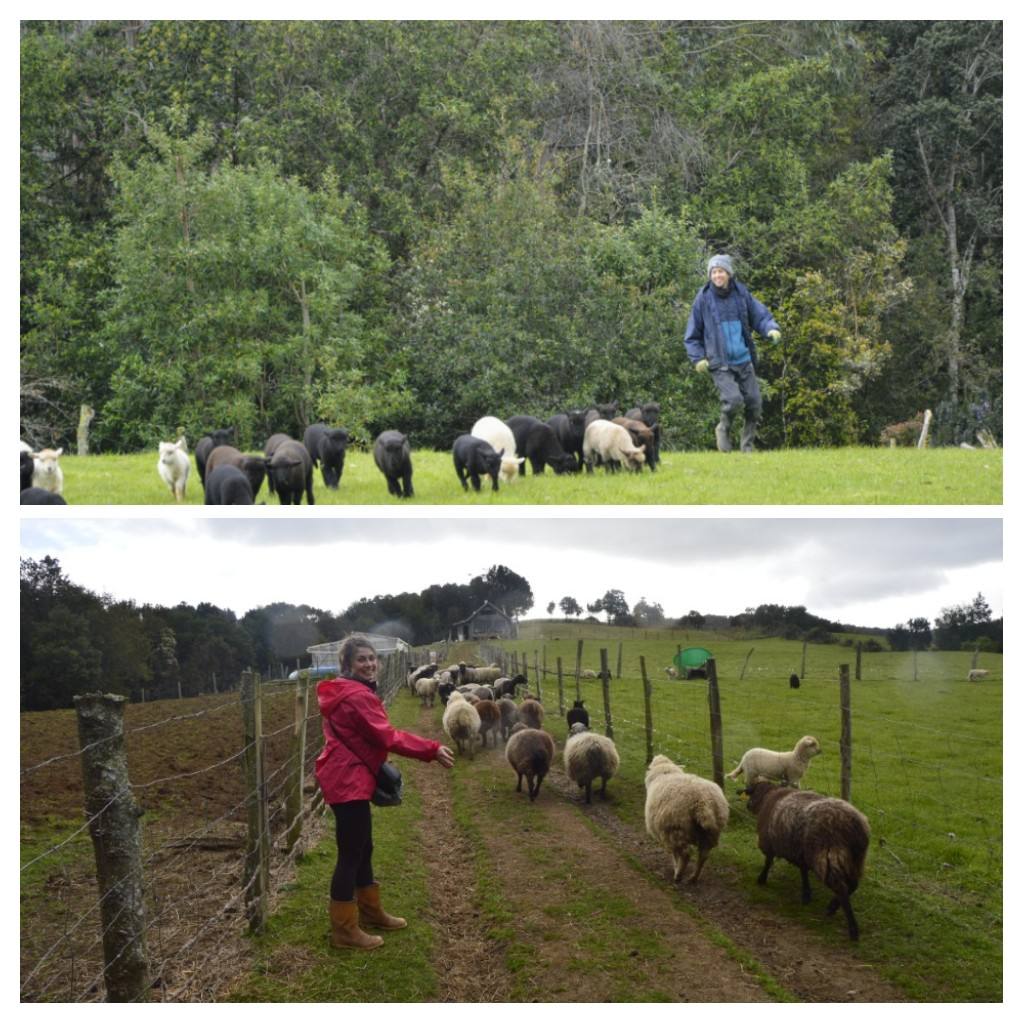 Une journée de travail à la ferme