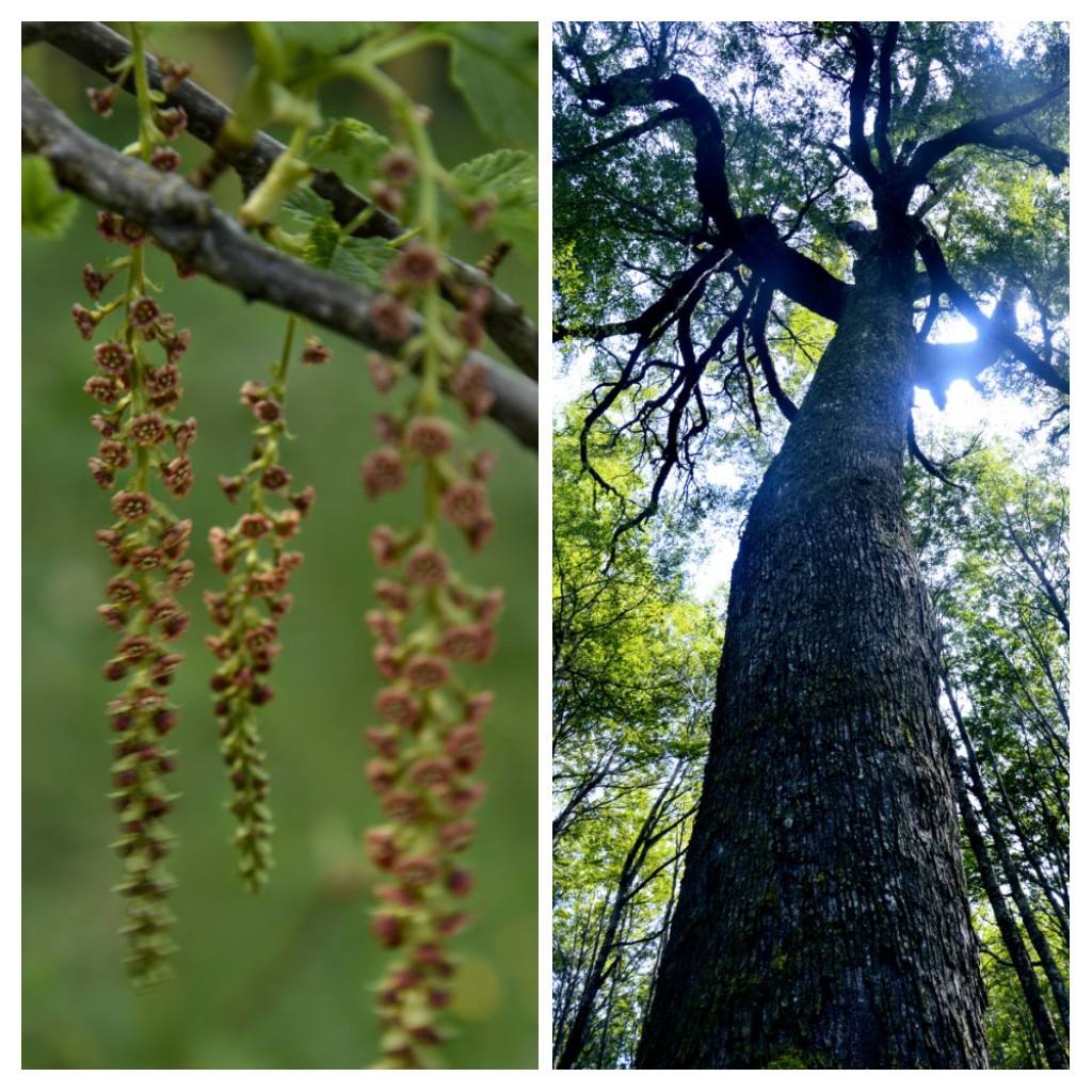 Parc national Rio Simpson