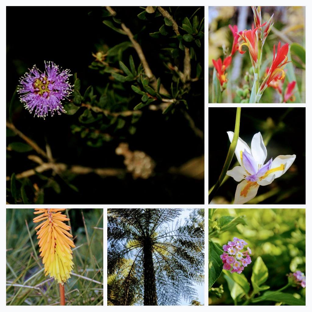 Visite du jardin botanique de Melbourne