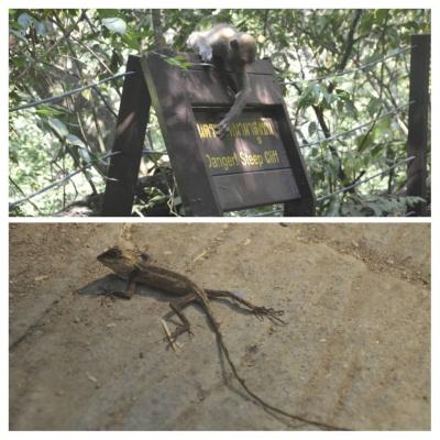 Animaux du parc d'Erawan 2