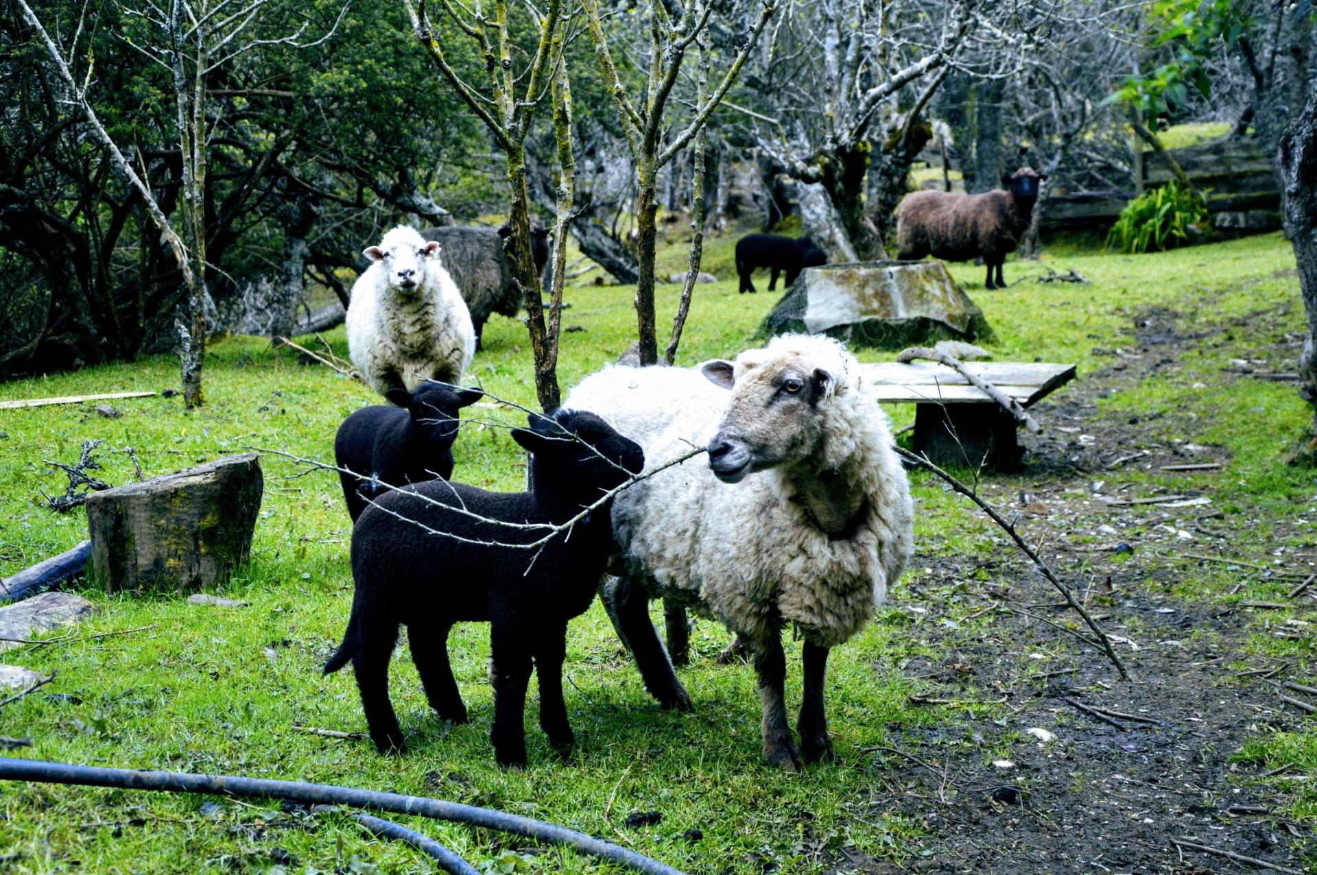 On ne compte plus les moutons pour s'endormir