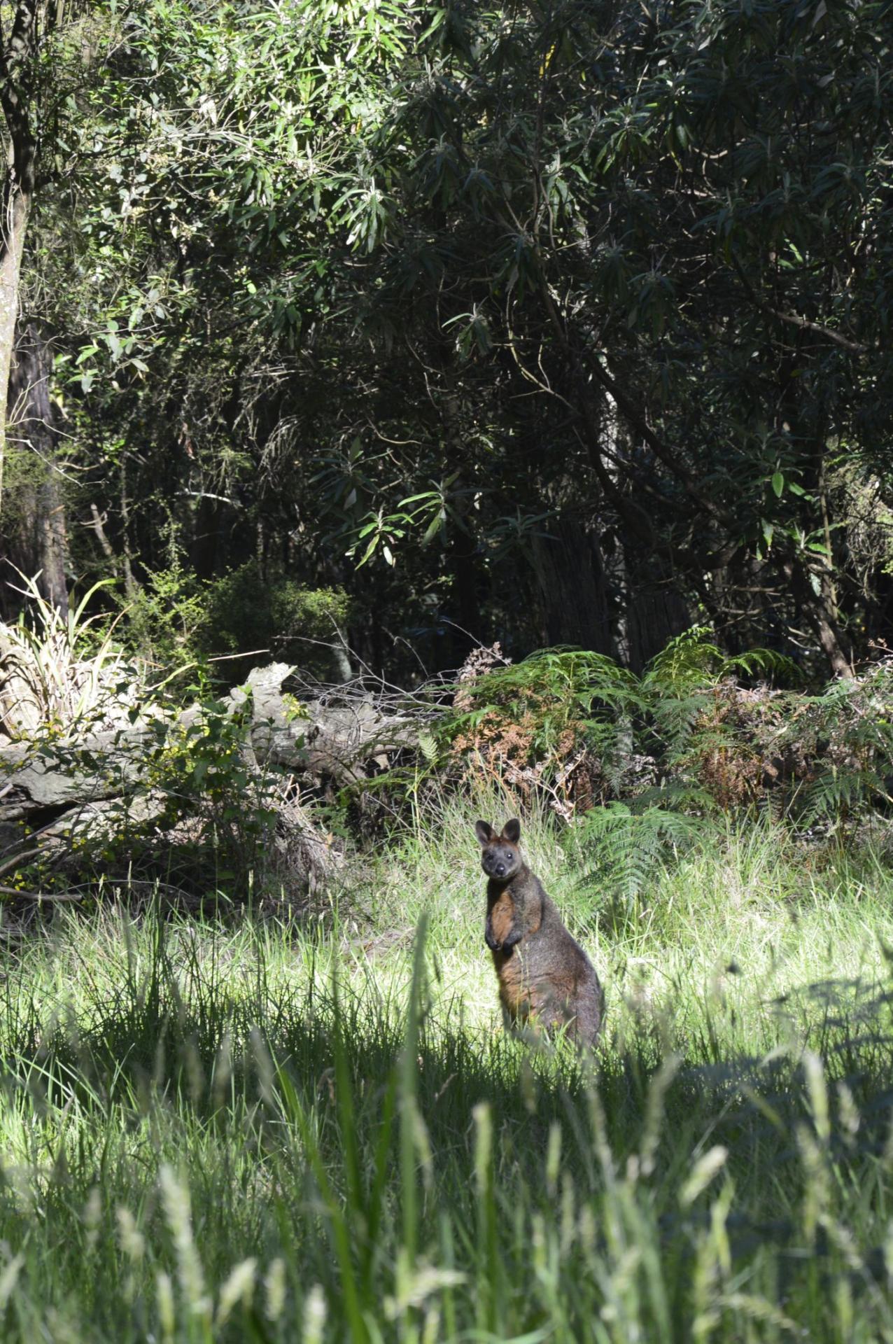 Rencontre avec notre premier Wallabie