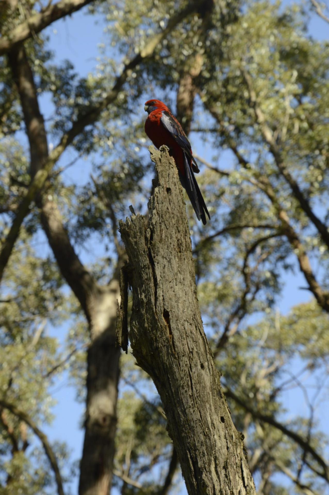 Perroquets omniprésents en Australie