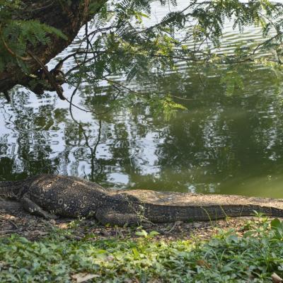 Varan dans un parc de Bangkok