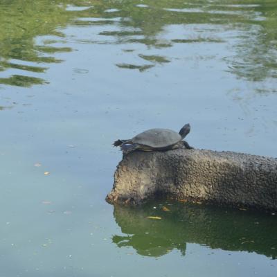 Séance d'étirement d'une tortue