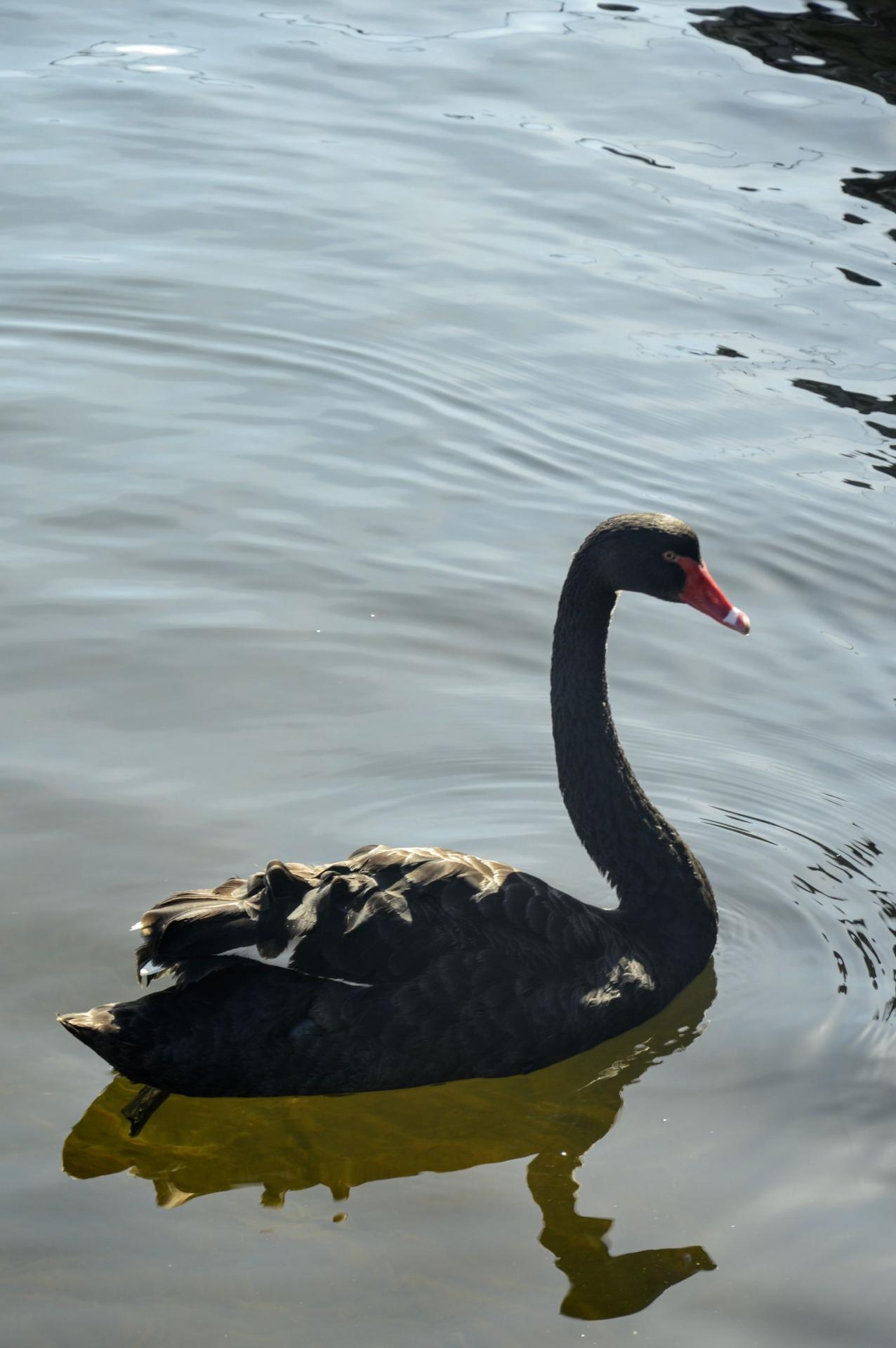 Cygne noir