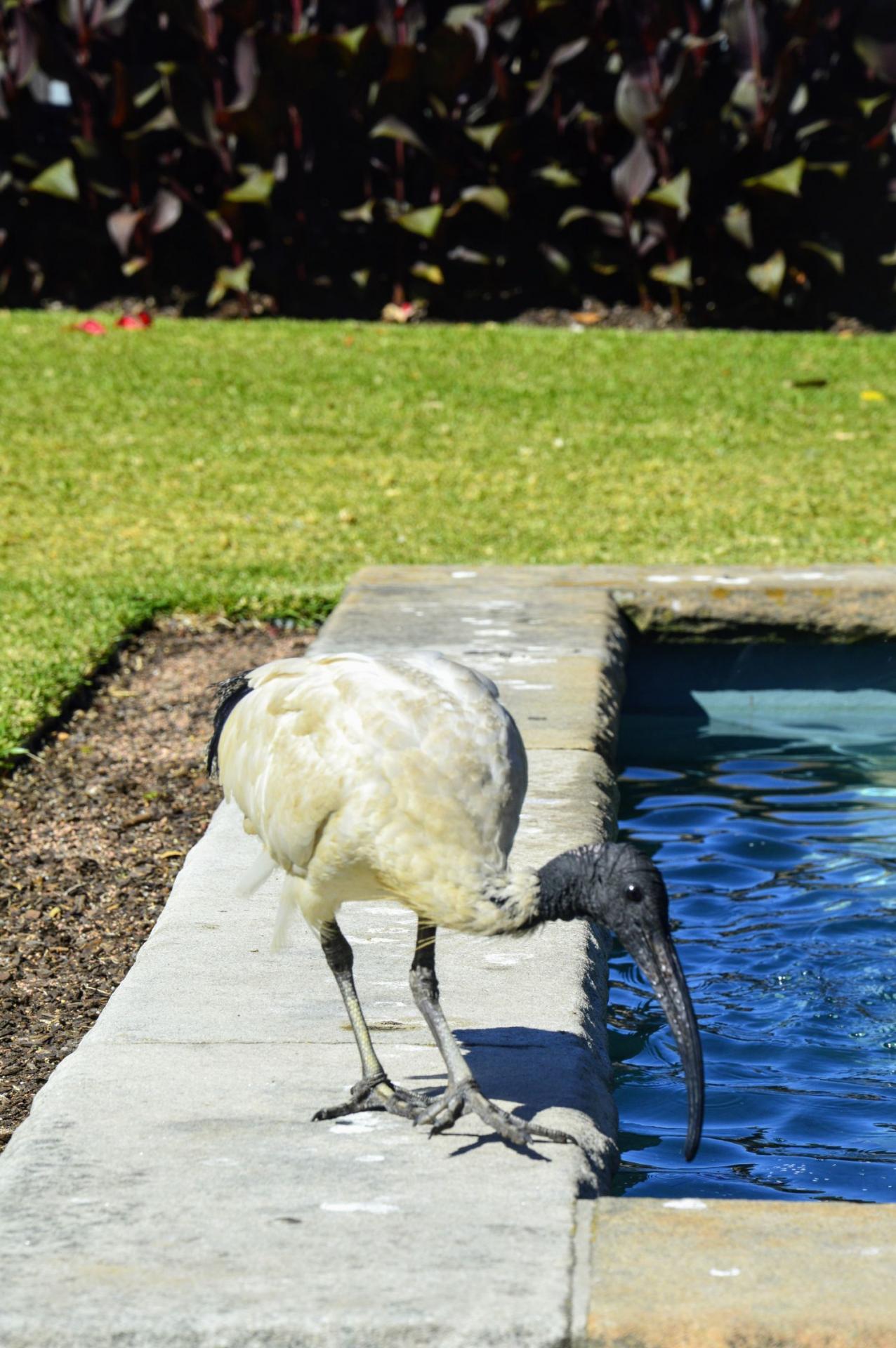 L'Ibis omniprésent à Sydney