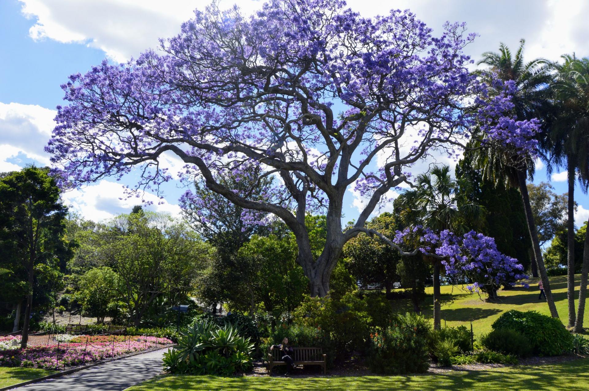 Le Royal botanic garden